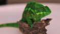 Zelený Chameleon